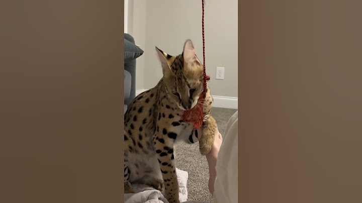 Watch the video about Playing with Wild African Serval #serval #shorts #cat