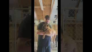 ICCF & AKC CANE CORSO PUPPIES the last 2