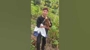 Đi bẫy chuột rừng già