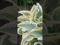 Хоста Берег слоновой кости #хоста#многолетники#дача#лето