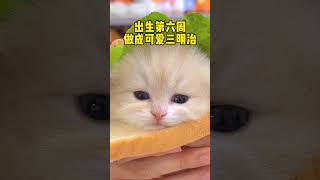 【獨生子的日常】小老二的三个月 大家今天吃月饼了吗 中秋快乐喔#小奶喵