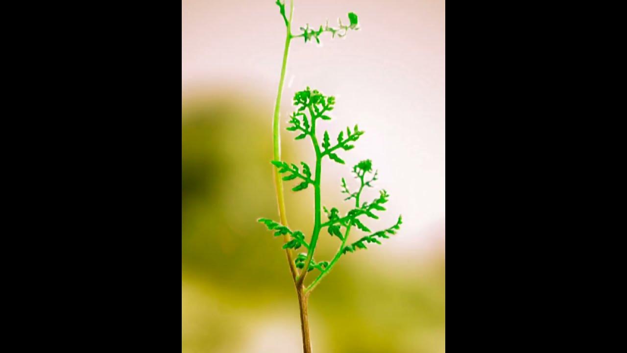 Tomeyvo background music editing photography viralshorts YouTube