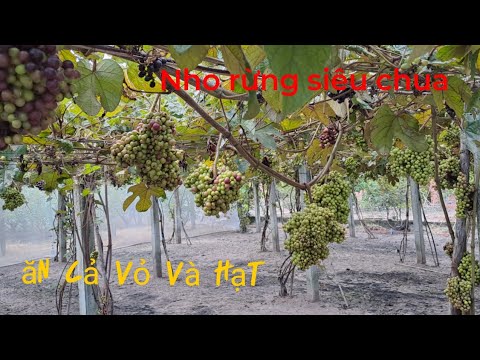 Video Về Tây Ninh thăm lại vườn nho rừng _ nho tốt cho sức... - youtube