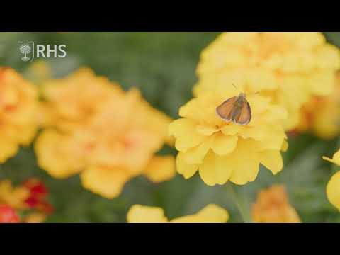Video: Bloemen keizerlijk hazelaarhoen - de koninklijke vertegenwoordiger van tuinplanten
