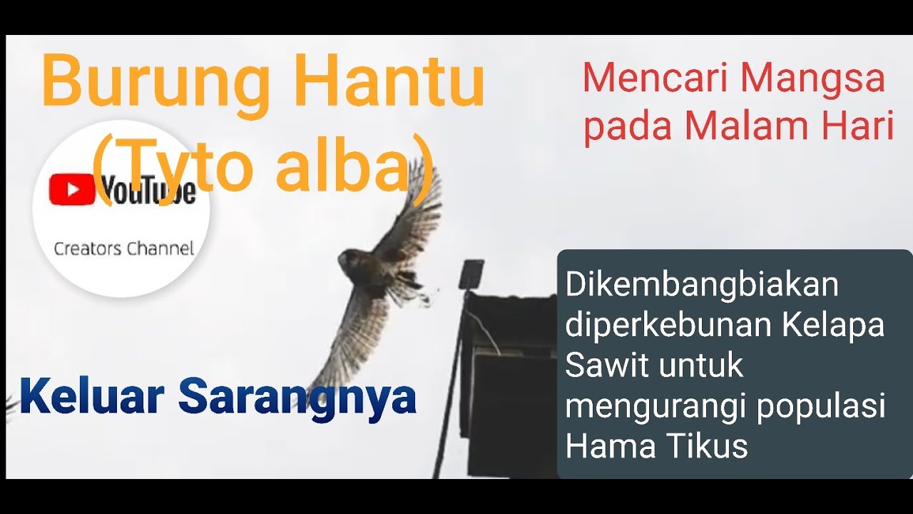 Detik Detik Burung Hantu Tyto Alba Keluar Gufon Youtube