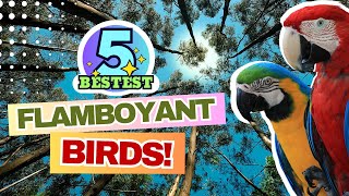 5 Best Flamboyant Birds
