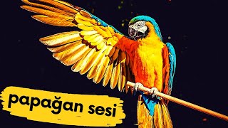 Papağan 🦜🦜, papağan sesi, en güzel papağan resimleri