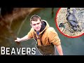 The War is Finally Over... (BEAVER TRAPPING) - Kendall Gray