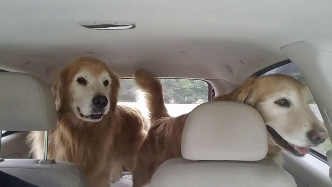癒し動画 うさぎ We go to the field by a small mini car. Big Golden retriever