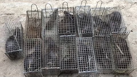 Cao Thủ Bẫy Cống Nhum Bắt Gọn Bầy Chuột khủng