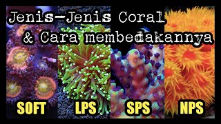 Jenis Terumbu Coral dan Cara Membedakannya / Softies / LPS / SPS / NPS