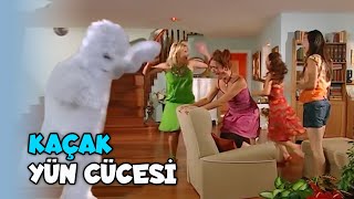 Evdeki Kaçak Yün Cücesi - Acemi Cadı Özel Klip