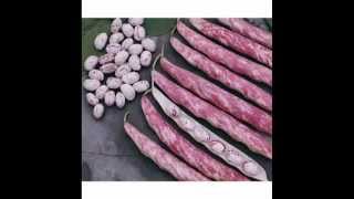 Dragon Tongue Shelling Beans