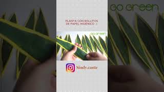 PLANTA CON ROLLOS DE PAPEL HIGIÉNICO