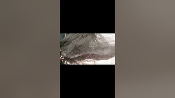 Lần đầu trải nghiệm bắt cá ngát trên sông và cái kết !!