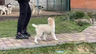 PuppyFinder.com : Missy