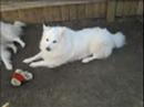 my dogs kotten komet and kupid who are american eskimos and nessa rose who is a maltese -enjoy-