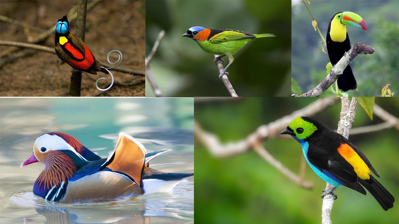 Top 10 most colorful birds in the world | Birds of the world - YouTube