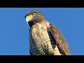 AVES DE RAPINA - Birds Of Prey - Aves do Brasil - Brazilian Birds