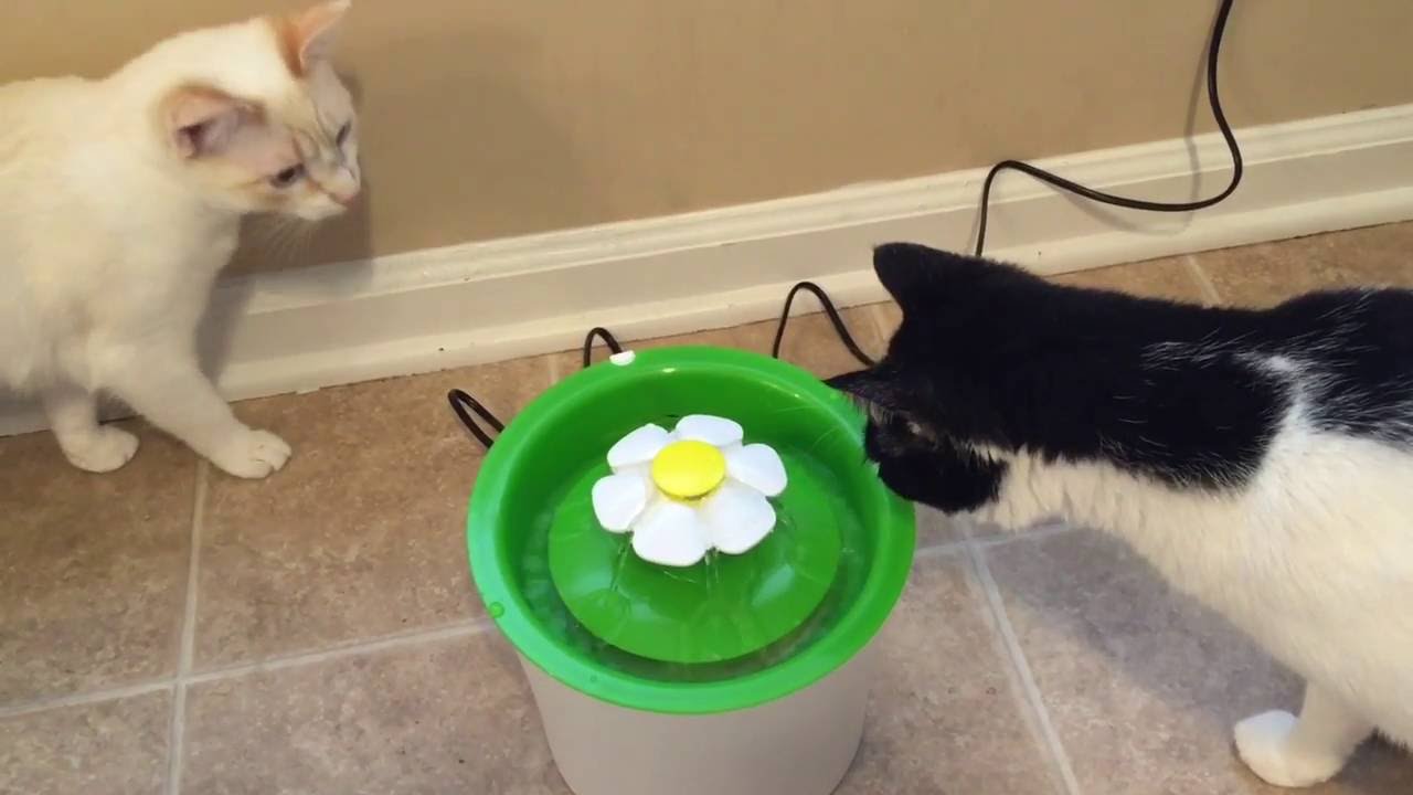 Catit Flower Fountain Unboxing And Set Up YouTube