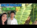 How we propagate our Huge Billitiae with healthy potting mix | Amazing huge 16 leaved Billie
