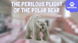 The Perilous Plight of the Polar Bear: Facing Extinction in a Changing Climate