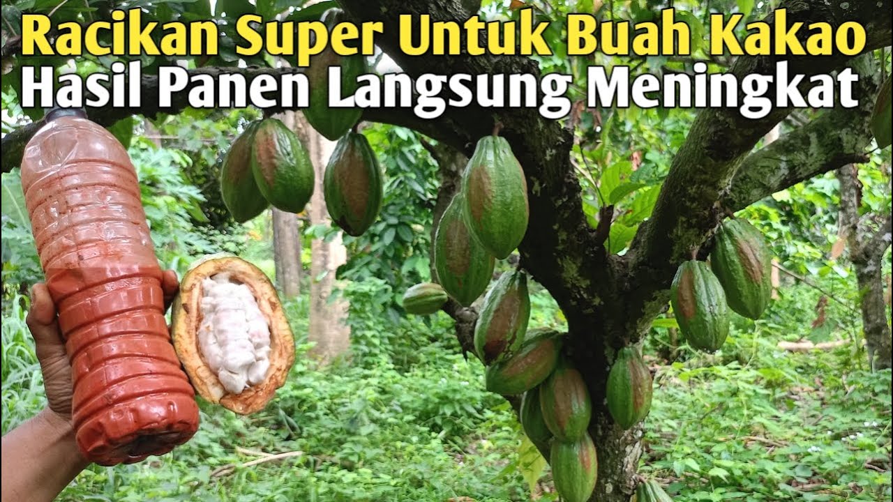 Cara Meracik Bahan Oles Buah Kakao Agar Buahnya Tidak Hitam dan Bijinya Tidak Keras !