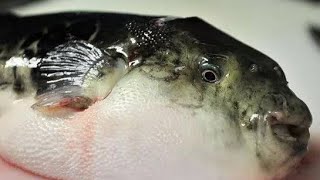 15 Foods That Can Kill You 😱😱😱