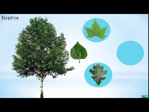 Интерактивная игра "Узнай лист с дерева"