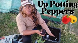 Up-Potting Peppers the RIGHT Way 🌱 | Bigger Plants, More Peppers!