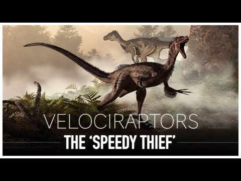 वीडियो: क्या वेलोसिरैप्टर असली डायनासोर हैं?