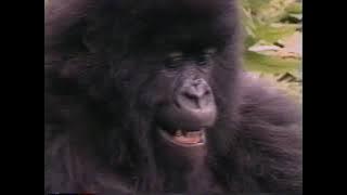 the wonder of baby animals   full vhs