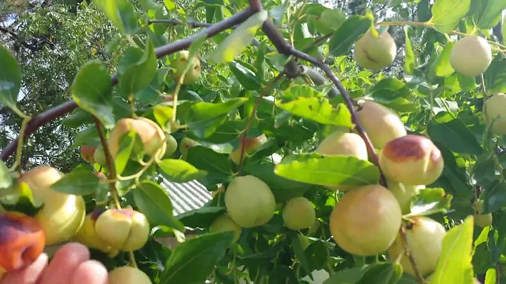 jujube -- one of the best fruits most people haven't heard of - DayDayNews