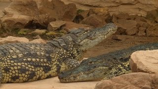 Insolite : la plus grande ferme aux reptiles d'Europe - Météo à la carte