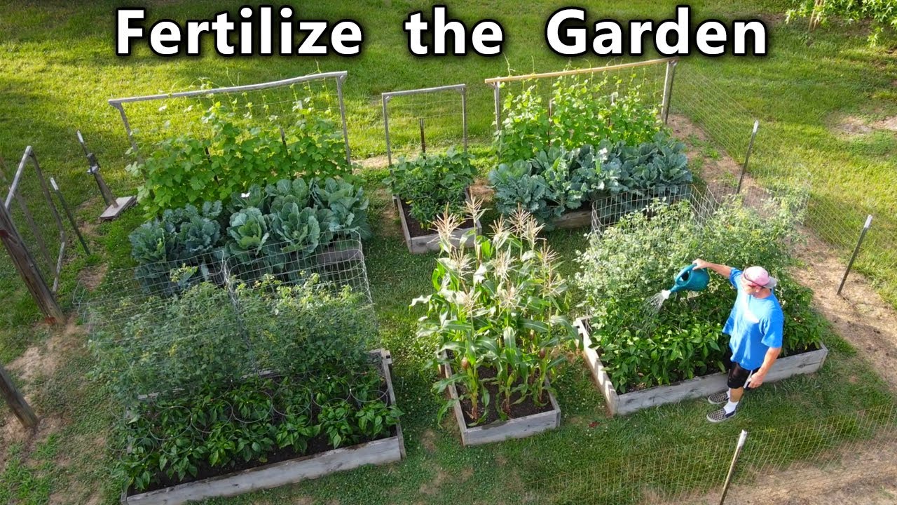 Garden FERTILIZER Routine How to FEED the VEGETABLE GARDEN for HUGE