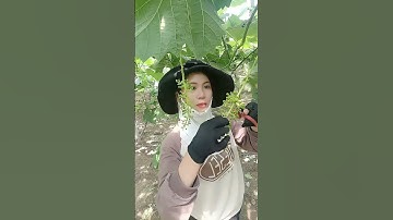 Grape Fruit Thinning Technique !