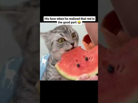 The Cat's Reaction 😅