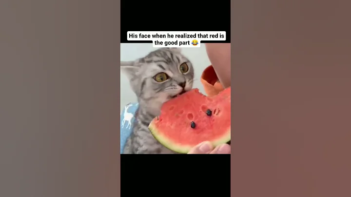 The Cat's Reaction 😅
