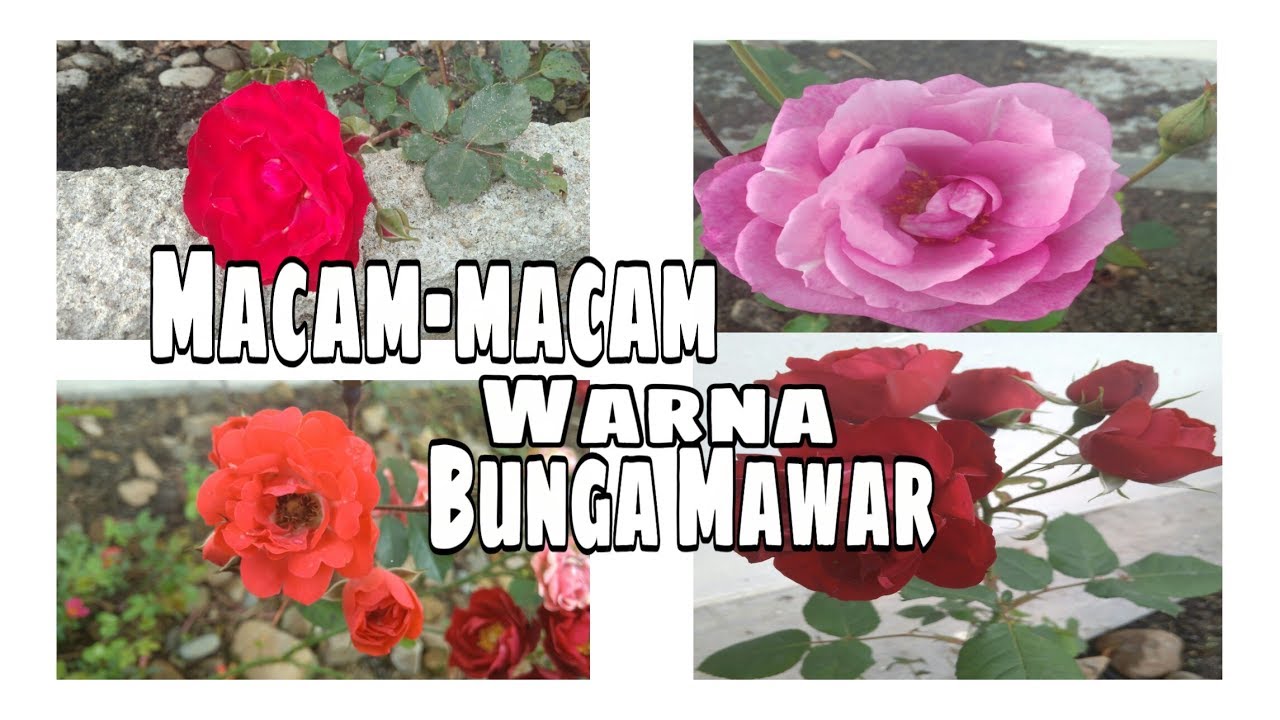 Macam-macam warna Bunga Mawar - YouTube