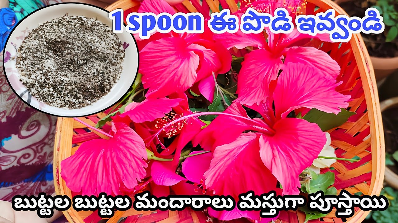 చిన్న మొక్కకు కూడా బోలెడన్ని మందారాలుfertilizer for Hibiscus plant
