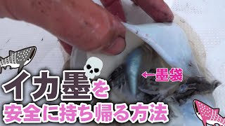 初心者船釣り【コウイカエギング#2】イカスミを持ち帰る方法を試してみました！