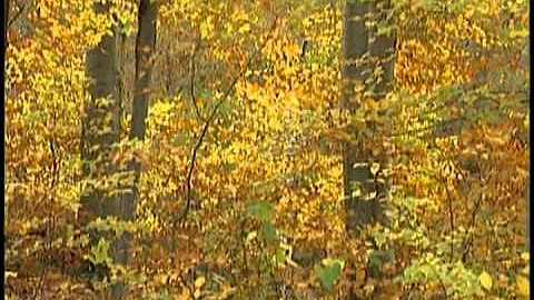 The Autumn Leaves,  Video, Free video download HD