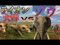 【Beast Battle Simulator】百獣の王ライオンvsゾウ！で戦わせみたらまさかの結果に！？世界一カオスで腹筋崩壊のサッカーもできる！？【戦闘シミュレーター】実況プレイ part1 #1
