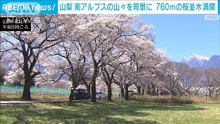 桜と雪山/新緑と湖 mqdefault.jpg