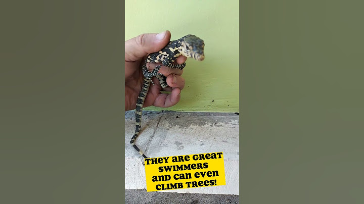 Newborn Lizard in my house in Bali! This tiny Water Monitor hatches. Related to Komodo Dragon!