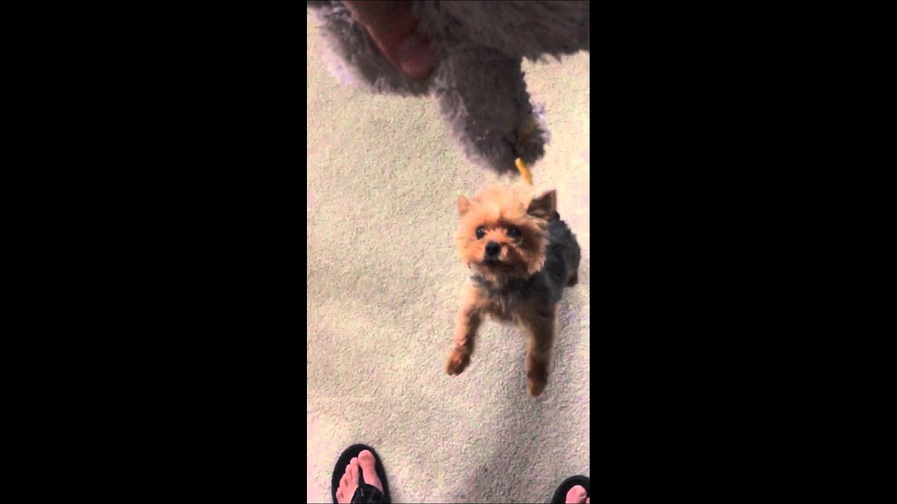 Yorkie jumping YouTube