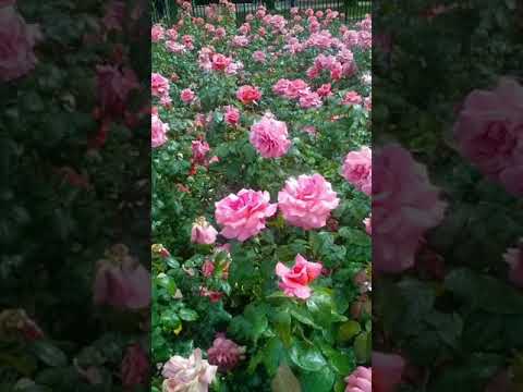 Vídeo: Como Dar E Receber Flores
