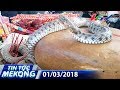 Xôn xao cặp rắn thần xuất hiện trên ngôi mộ vô danh | TIN TỨC MEKONG - 01/03/2018
