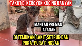 Download Lagu Kisah Kucing Paling Lucu Sedunia Pura-Pura Pingsan Takut Di Kroyok Kucing Lainnya‼️ MP3