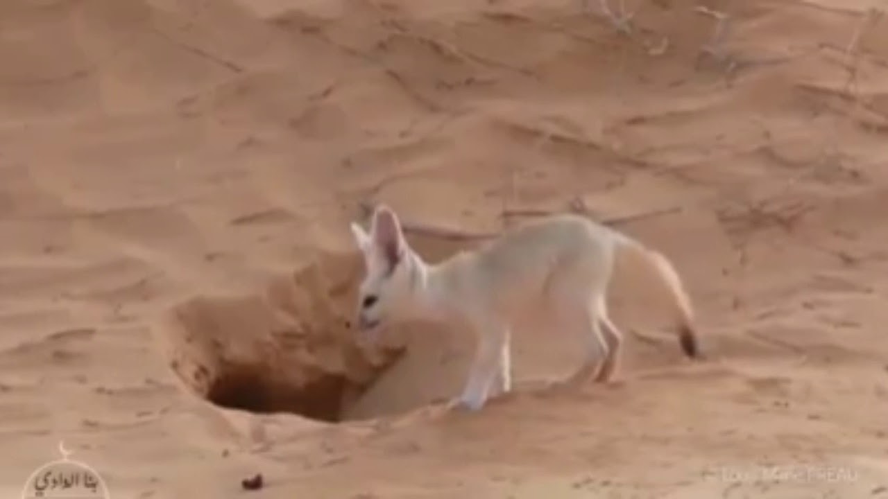 Desert foxes (fennec) playing in the Algerian Sahara YouTube